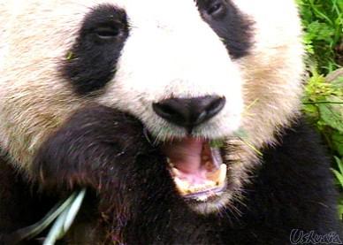Wat eten panda s meestal? Het gebit van de panda. a. Vis a. Vlees a. Bamboe a. Mensen Op welke dag worden de dieren extra verwend? a. Verwendag a. Dierendag a.