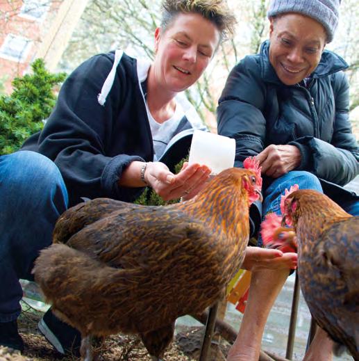 Er kwam een kippenhok waar vier kippen huizen. Kunstenaars gebruiken hun creativiteit om met bewoners en bezoekers van het dagcentrum plezier te maken rondom het thema kip.