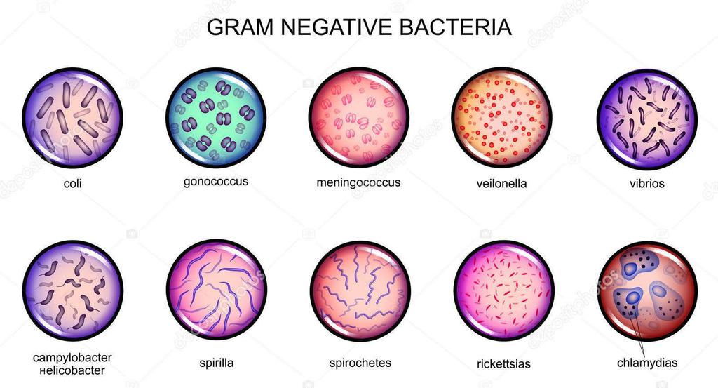 Welke bacteriën zijn de