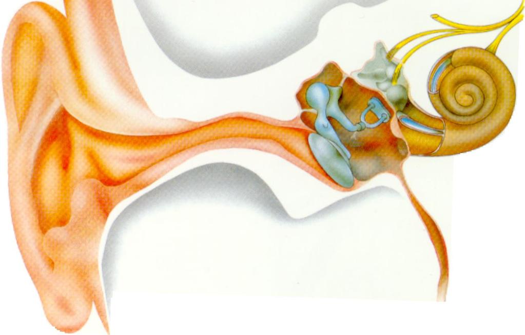 OTOGENE TINNITUS UITLOKKENDE FACTOR IN HET