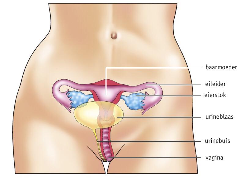 Basisstof 3 Het voortplantingsstelsel van een vrouw De eicellen worden gemaakt in de eierstokken. Hypofyse maakt hormonen aan die de eierstokken stimuleren om eicellen te maken.