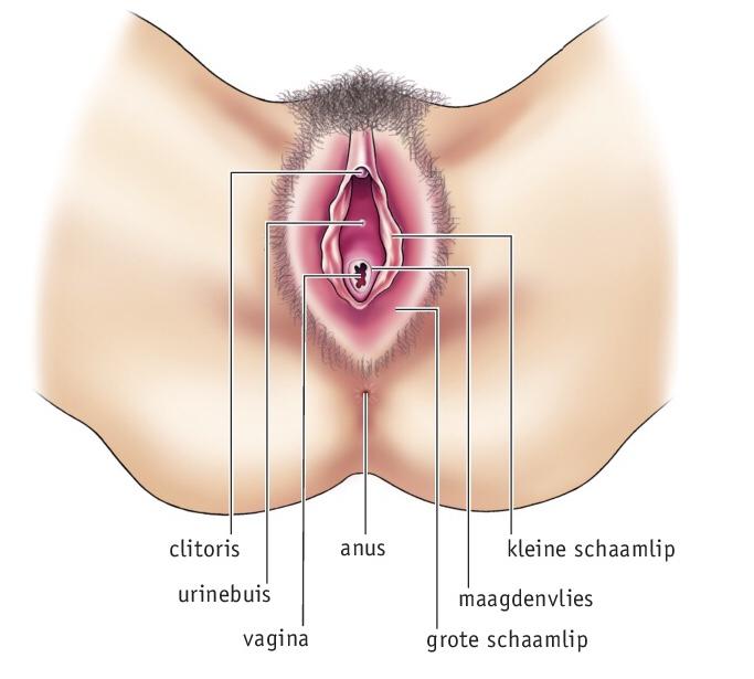 = daar gaat bij het vrijen de penis van de