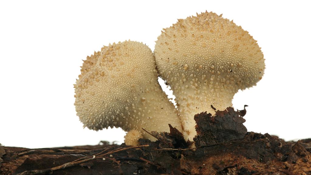 Zie je kleine paddenstoelen die op het hout groeien,