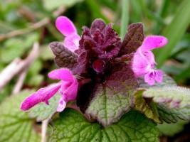 Bloeiperiode maart tot februari tweezijdig symmetrisch paarse bloemen 5