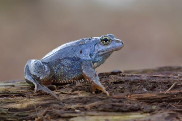 Kenmerken Heikikker Soortgroep Echte kikker Hoofd-biotoop Uiterlijke kenmerken open plekken met kleine