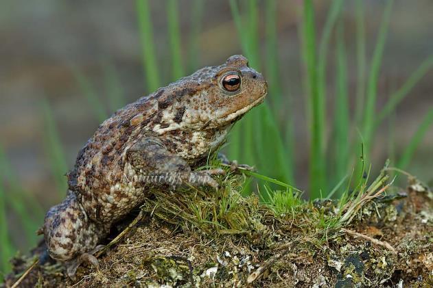 Kenmerken Gewone pad Soortgroep Echte padden Hoofd-biotoop Uiterlijke kenmerken Bossen,