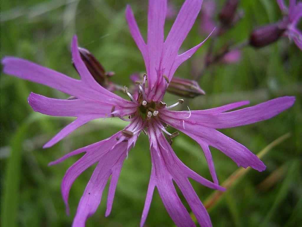 Kenmerken koekoeksbloem Soortgroep Hoofd-biotoop Uiterlijke kenmerken Anjerfamilie natte graslanden, veengebieden en