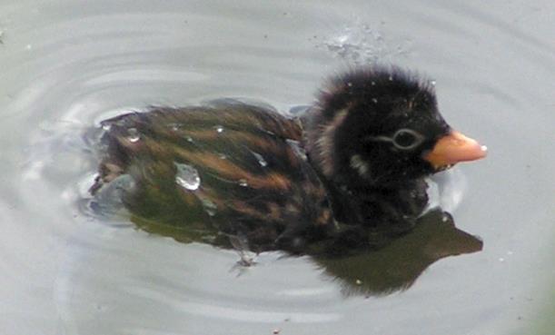 Kenmerken Dodaars Soortgroep Hoofd-biotoop Uiterlijke kenmerken Extra foto s Futen Zoetwatermoerassen, kleine meren, poelen, brede sloten, vennen en traag stromende rivieren, maar soms ook in vijvers