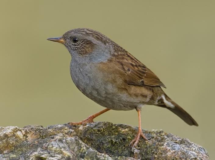 KENMERKEN HEGGENMUS Soortgroep Hoofd-biotoop Uiterlijke kenmerken Vogels Bossen, tuinen, parken