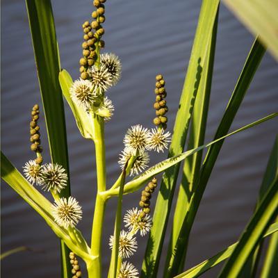 Kenmerken Soortgroep Landplanten Hoofd-biotoop Uiterlijke kenmerken Extra foto s Water en waterkanten (o.a. sloten, vaarten, poelen), moerassen (rietland, drijftillen), heide (heidevennen), grasland (moerassig hooiland), en bossen (grienden en moerasbossen).