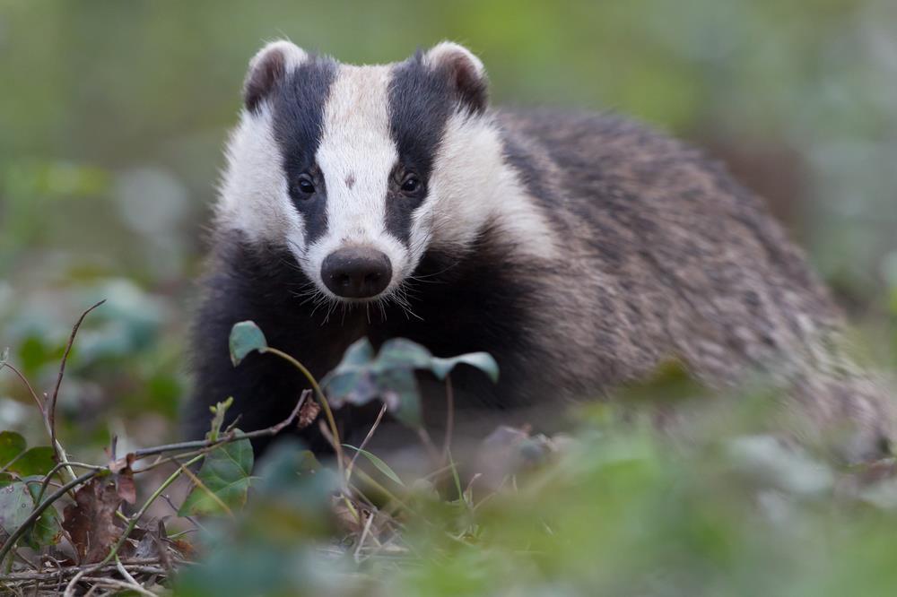 Kenmerken Soortgroep Chordadieren Hoofd-biotoop Uiterlijke kenmerken Extra foto s Loof-, dennen- en gemengde bossen, houtwallen, heggen, boomgaarden, akkers en weilanden.