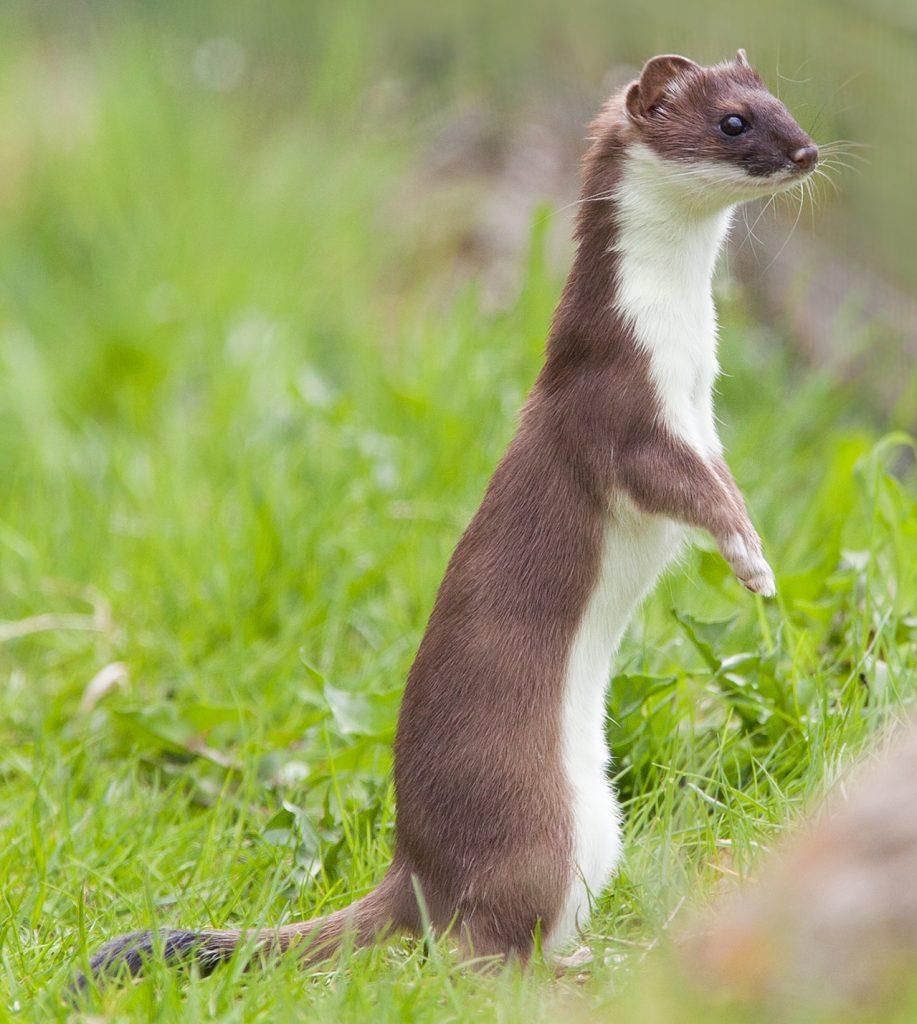 Kenmerken Soortgroep Zoogdier Hoofd-biotoop Uiterlijke kenmerken Extra foto s landschappen waar