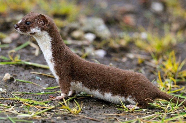 Kenmerken Soortgroep Zoogdier Hoofd-biotoop Uiterlijke kenmerken Extra foto s Wezels leven bij voorkeur in open, droge natuuren cultuurlandschap (Rd) maar verder in veel verschillende