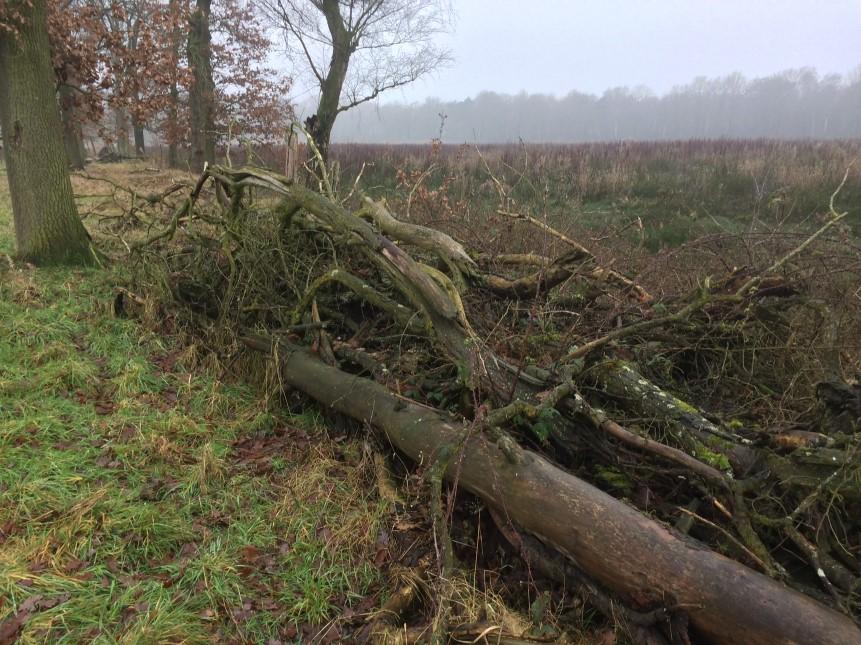 Figuur 3. Binnen het plangebied aanwezige houtstapels worden onder ecologische begeleiding verplaatst naar aangrenzend actueel leefgebied van de levendbarende hagedis.