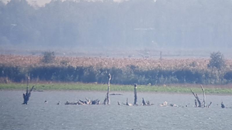 Vervolgens reden we richting de Oostvaardersdijk om het Julianapad te bewandelen. De doelsoort was het baardmannetje.