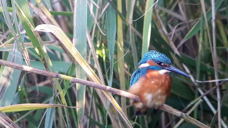 IJsvogel Oostvaardersplassen.