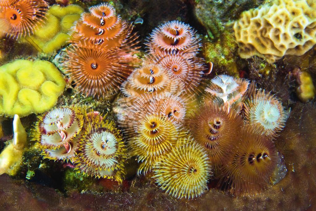 GESCHENK Mij verliezend, spelenderwijs, vierenderwijs in de fijnzinnige kalligrafie van die kerstboomwormen, zag ik die blenny, zo meesterlijk verscholen stekelkopblenny, bijna over het hoofd.