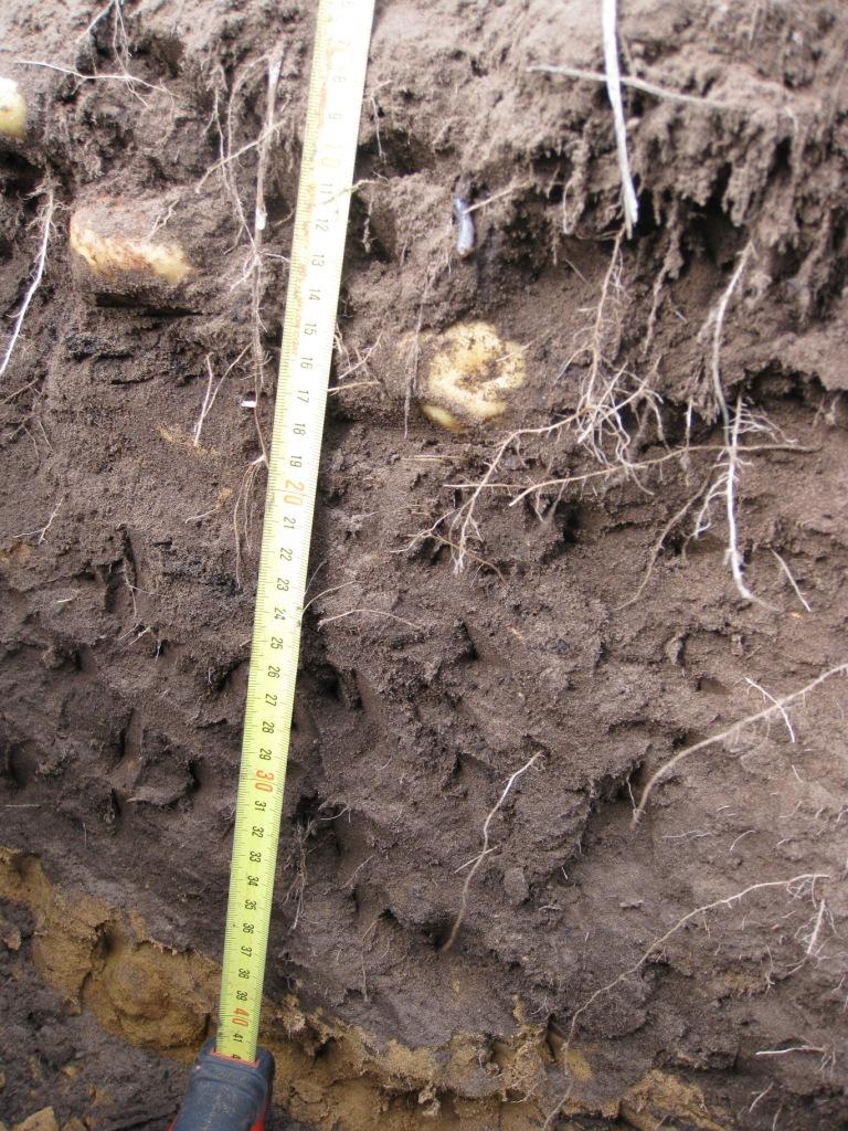 2.3 Resultaten 2.3.1 Bodemkwaliteit op akkerbouwpercelen Het bodemprofiel op de vier bemonsterde percelen was vergelijkbaar; een donkere laag van 35 tot 45 cm met humeuze zandgrond en daaronder (geel) zand.