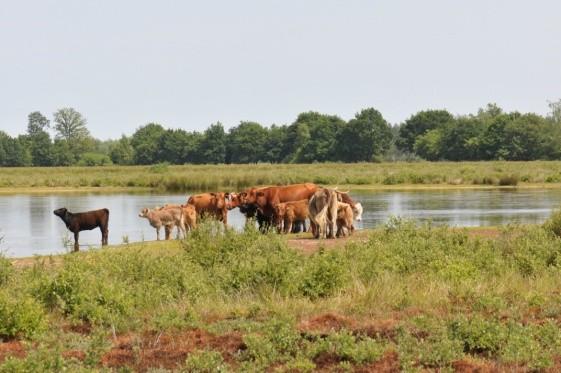 2016 Hertenkamp oost brongebied zoerland 3 2017 Oude Willem 9 2017 Brongebied zoerland monument 4 2018 Vledder Aa middenloop 5 2018