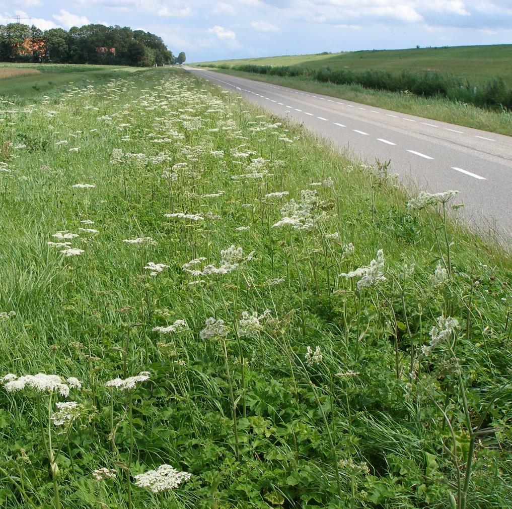 Veranderingen bermflora