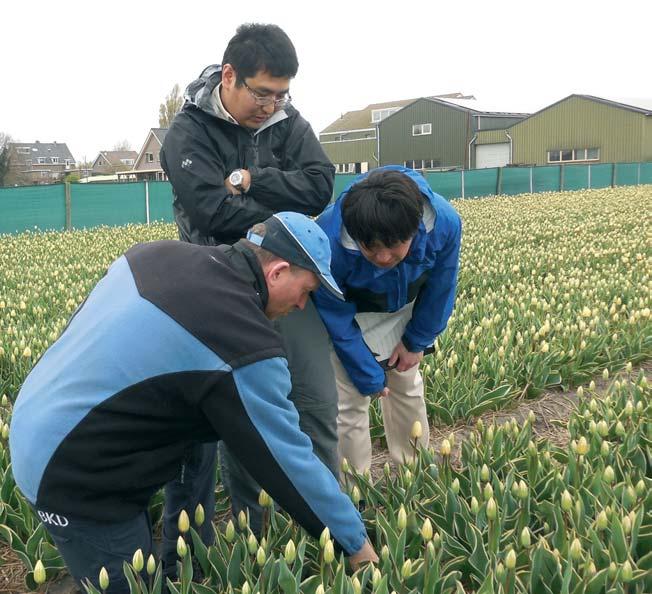 Monitoring China Het bezoek van China vond plaats in juli en betrof de inspectie van tulpen en lelies.