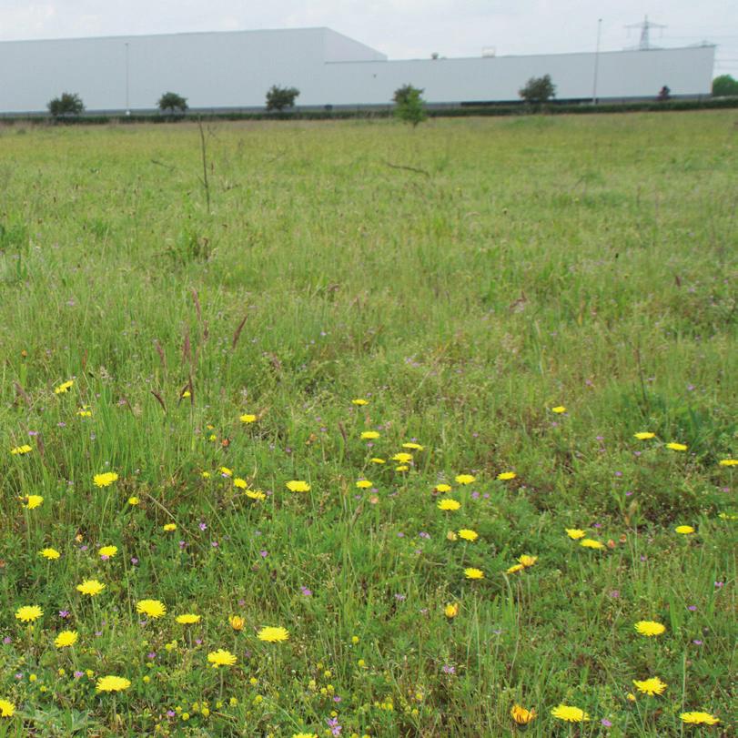 pagina 41 Foto: Gerben Mensink meerwaarde is van meer groen en biodiversiteit. Dat het ook economisch interessant is; consumenten kopen graag bij een groen bedrijf.