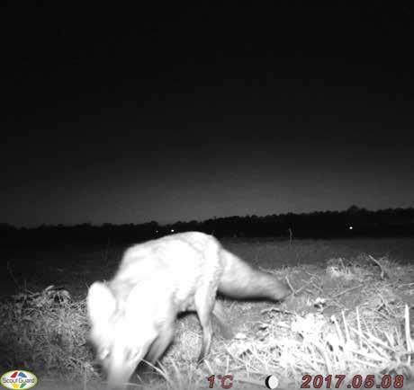 De coördinerende en uitvoerende taak is door Landschapsbeheer in samenwerking met AND opgepakt. In 201 zijn de eerste stappen in het plan van aanpak gezet.