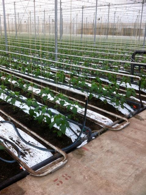 De Gerbera s zijn in een rij van 70 meter geplant met totaal 375 planten. Twee rijen staan naast elkaar, dan volgt een looppad. Het zijn in totaal 19 vakken van elk rond 1100 m2.