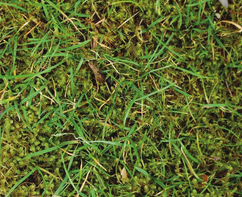 Voorkomen is immers beter dan genezen! De gezonde groei van gras is afhankelijk van vijf parameters: water, lucht, licht, temperatuur en voeding.