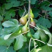vijg X I 3 Ribes nigrum