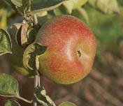 Belle Fleur dubbel groene brede appel met donkerrode blos. Zachtzuur.