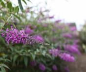 Buddleja davidii 'Adonis Blue' paars -