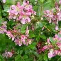 Euonymus 'Emerald Gaiety'