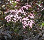 Spiraea jap. 'Golden Princess' Geel blad.