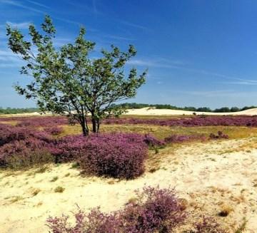 Je hoeft niet ver van huis te gaan om even helemaal weg te zijn. Brabant heeft zijn natuurlijk schoon goed weten te behouden.