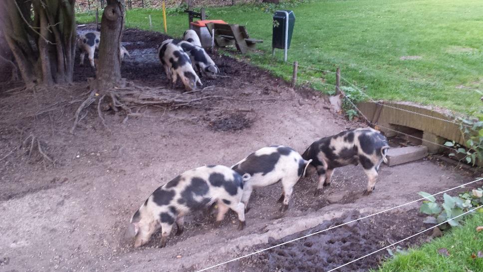 Begrazen Schapen, geiten, varkens