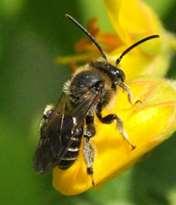 fluitenkruid - boterbloemen - zevenblad