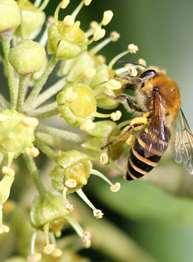 : schermbloemigen, Apiaceae)