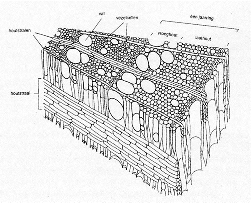 Loofhout onder de microscoop Vaten Vezelcellen Parenchymecellen: