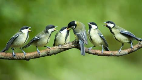 Zoals ook wij geniet Albert Deleersnijder van het goede weer en het gefluit van de vogeltjes.