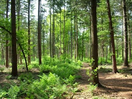 Belangrijkste redenen om dat te doen zijn: Verwarmen op hout is klimaatneutraal, CO 2 neutraal, in balans met de natuur Enorm besparen op de