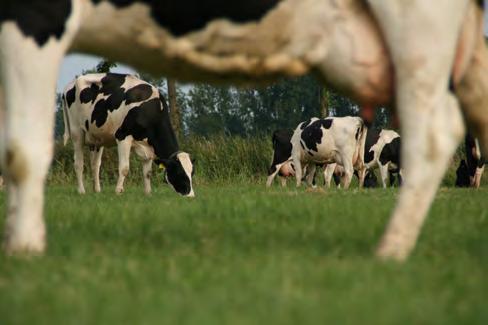 ForFarmers Jaarverslag 2017 Jaarverslag 2017 66 Voor 2017 zijn alleen de data voor productie meegenomen.