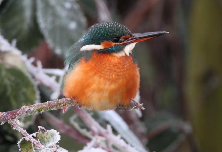 Visetende vogels profiteren bij vorst van meestromend Lingesysteem 2010 begon koud met flinke vorst in de eerste en derde decade van januari.