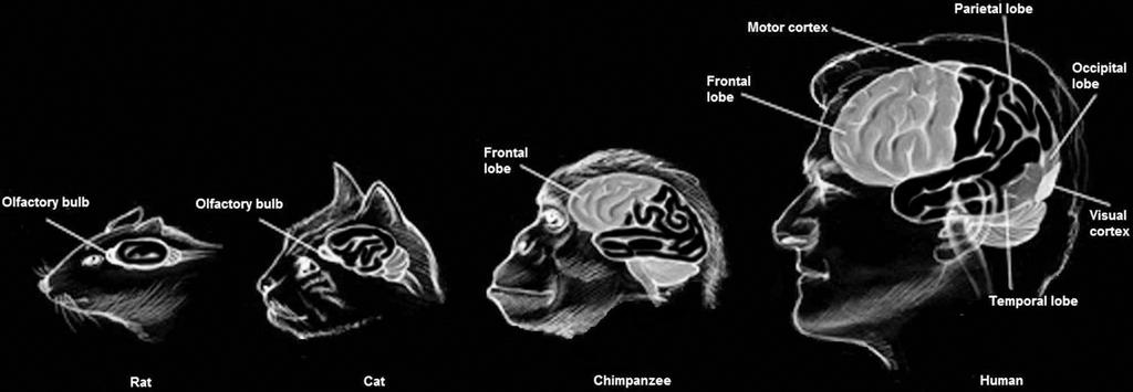 Prefrontale cortex bij rat, kat, chimpansee en mens (afbeelding Frontiers in integrative neuroscience. www.frontiersin.org).