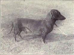 Volgens de Rashondenwijzer zijn er 23 erfelijke aandoeningen bekend bij de Berner Sennenhond, de hond heeft 54,5 minpunten.