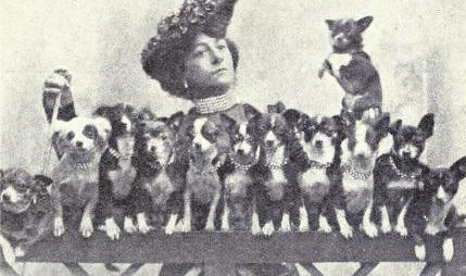 P a g i n a 35 Figuur 13, De chihuahua toen en nu (Mason, 1915) Volgens de rasstandaard van de Chihuahua moet de schedel van de hond appelvormig zijn. De snuit van de chihuahua is kort.