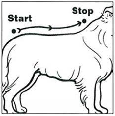 Hond van meer dan 40 kg lichaamsgewicht OF 4b aanbeveling: Ongeacht het lichaamsgewicht van de hond, dient het haar aan het begin van de staart verdeeld te worden met het puntje van de applicator.