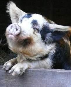 Aan de hand van verschillende doe-opdrachten maken de leerlingen kennis met de verschillende dieren op de kinderboerderij.