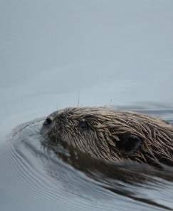 de bever in Drenthe Duurzaamheidscentrum stichting Het Drentse Landschap minimaal 2 begeleiders per ca.