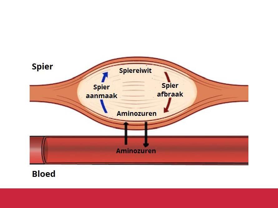 Eiwitten zijn de bouwstoffen van spieren Spier 1 Spier